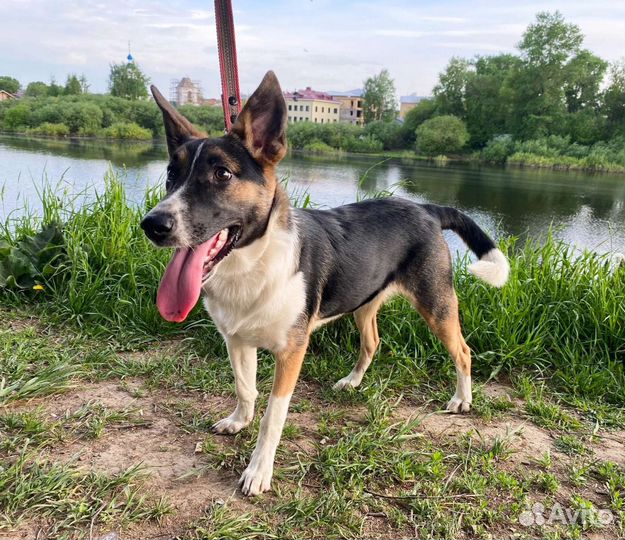 Ищет передержку или дом Сара