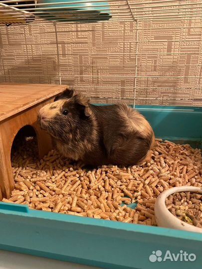 Морская свинка с клеткой