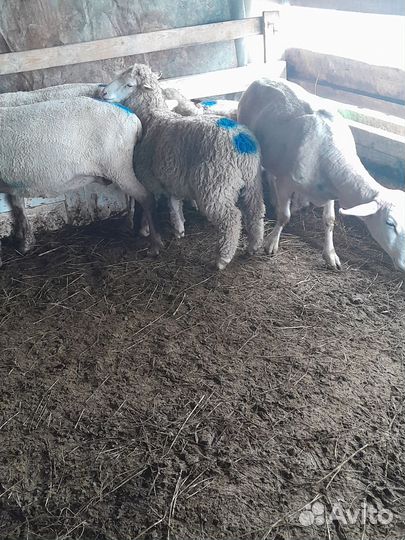 Ягнята баранчики 2 штуки