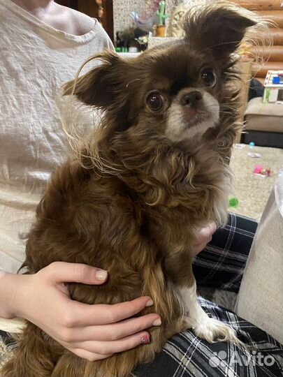 Чихуахуа вязка