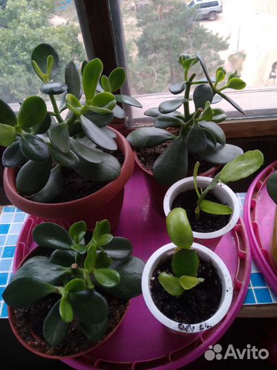 Комнатные цветы