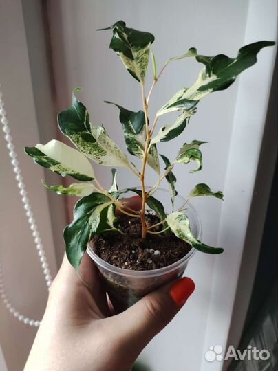 Фикус Кёрли