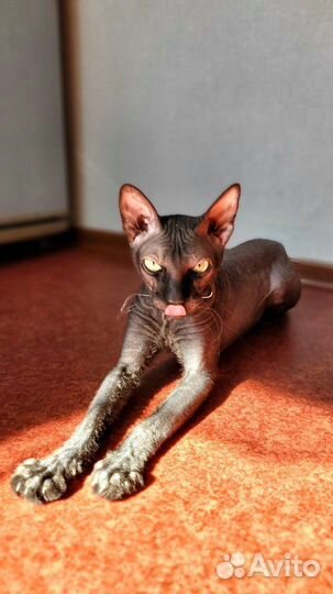 Сфинкс велюровый ласковый друг