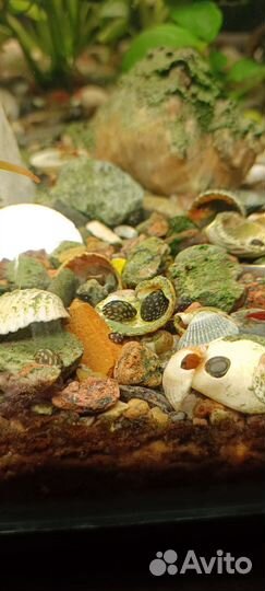 Теодоксус улитка а также растения