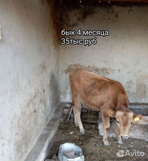 Коровы и быки