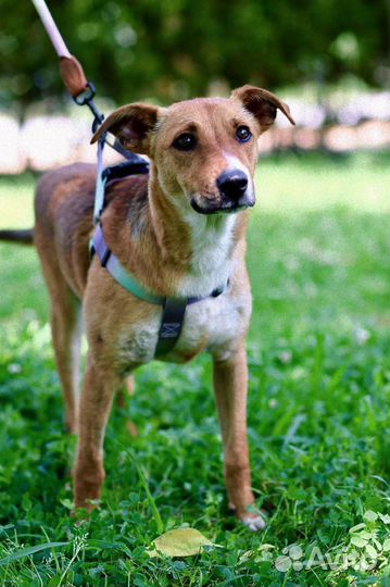 Маленькая собака в дар