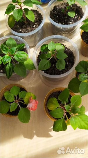 Комнатные цветы