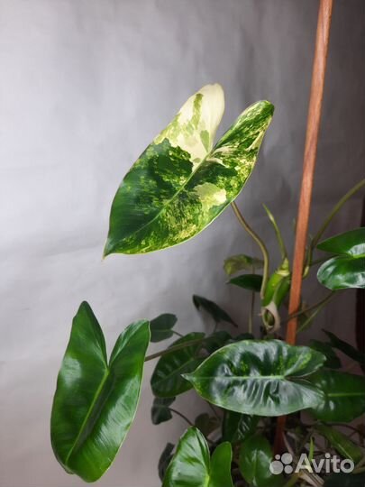Филодендрон бурле макс вариегатный