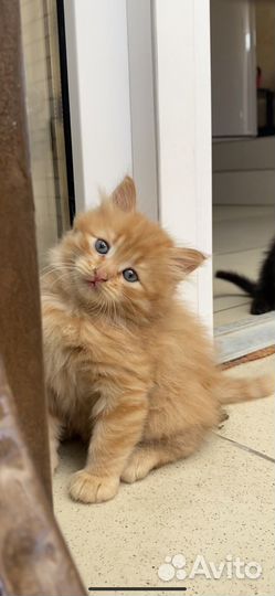 Котенок мальчик бесплатно