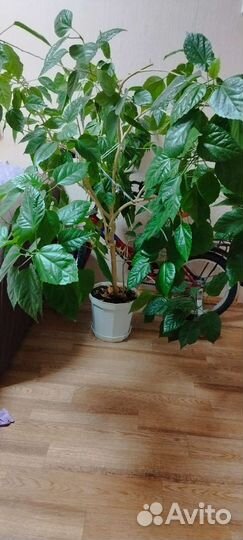 Гибискус китайская роза