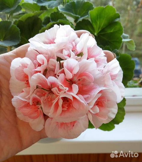 Пеларгония герань