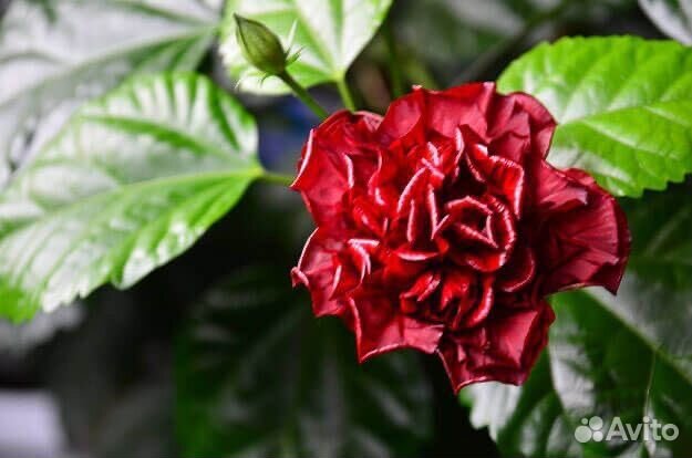 Китайская роза комнатная красная