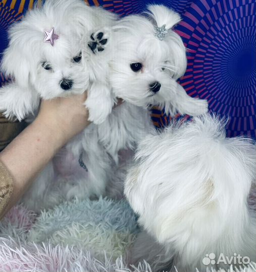 Мальтийская болонка мини