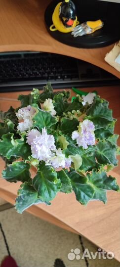 Домашние цветы