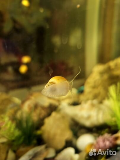 Улитки аквариумные ампулярии