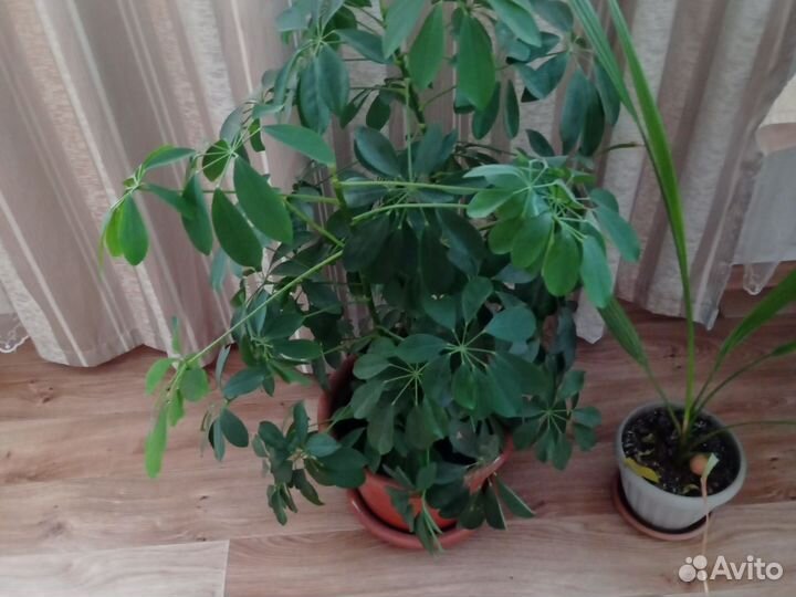 Комнатные цветы