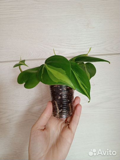 Филодендрон бразил, Эпипремнум хэппи лиф