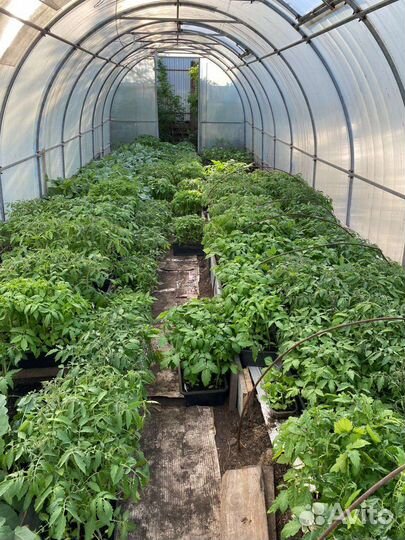 Рассада помидоров томатов