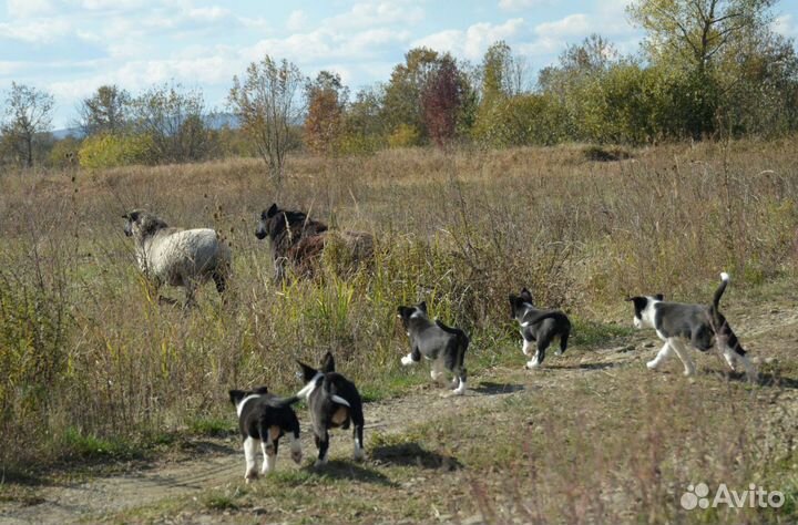 Щенки бордер колли