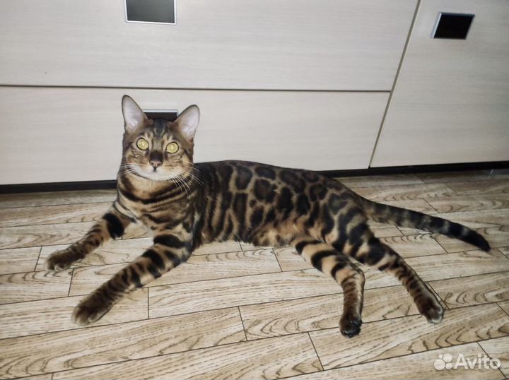 Вязка с Бенгалом