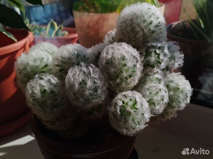 Комнатные цветы