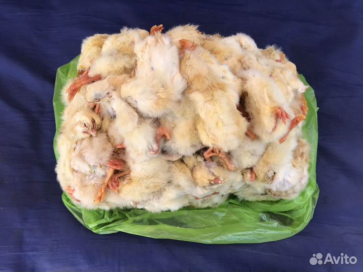 Цыплята кормовые, корм животным, суточные цыплята