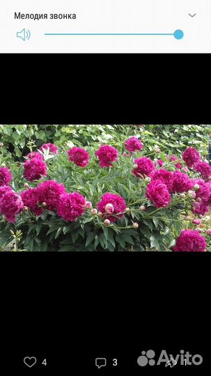 Саженцы пионов (разные сорта)