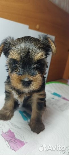 Йоркширский терьер