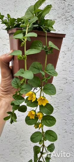 Вербейник монетчатый