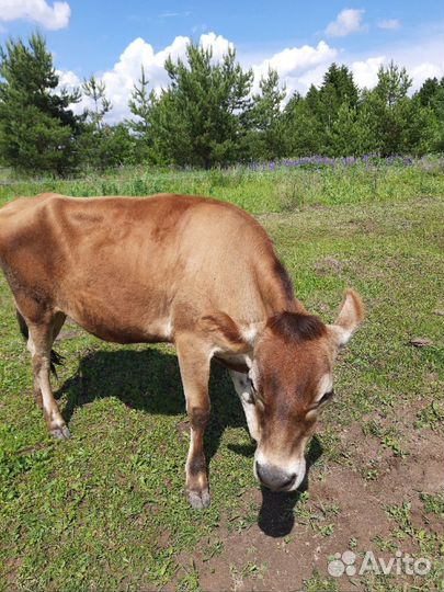 Джерсийскую нетель
