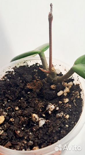 Хойя вилбур грейвс