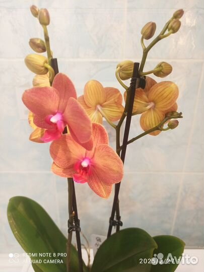 Орхидея фаленопсис Сурф Сонг 2 цветоноса