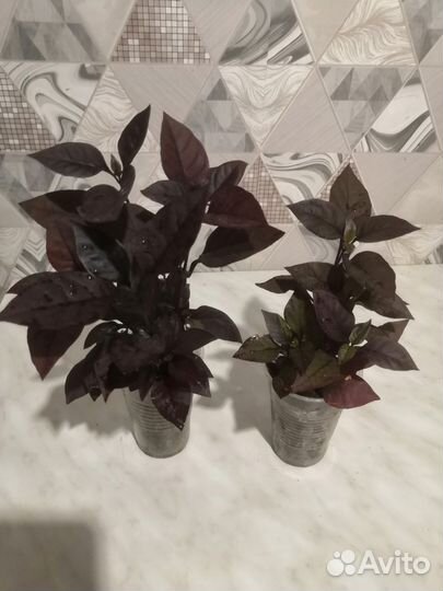 Альтернатера