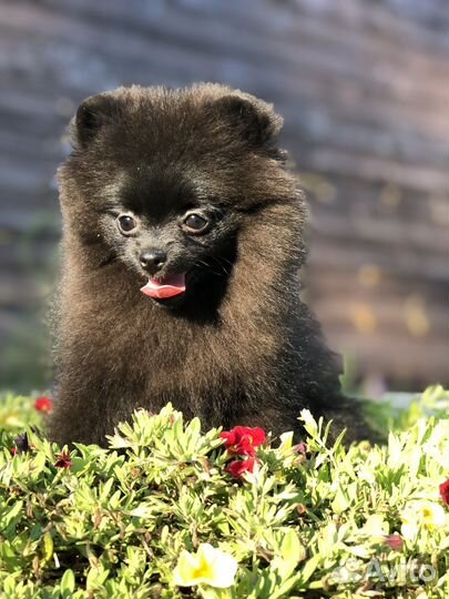 Померанский шпиц