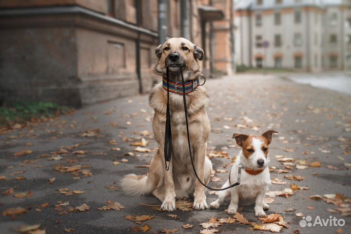 Выгульщик собак