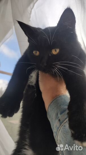 Котенок девочка