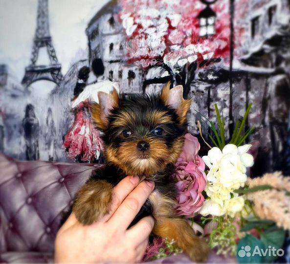 Красивые кукольные щенки - мальчики