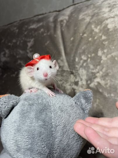 Крысы Дамбо