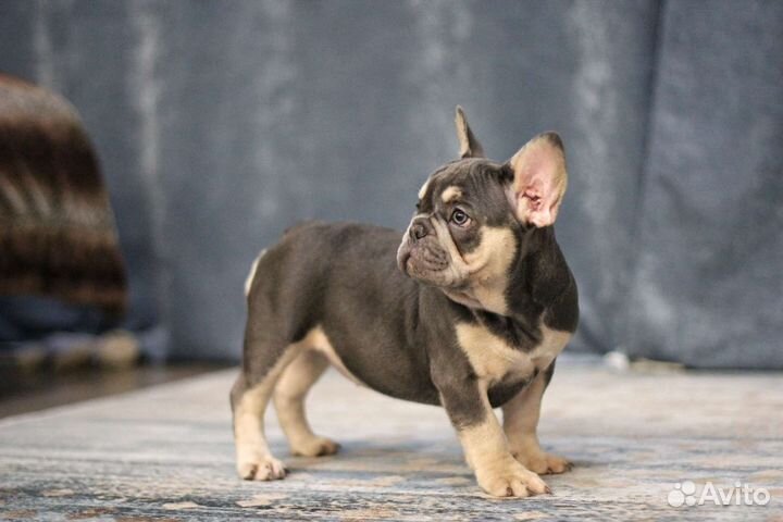 Французский бульдог
