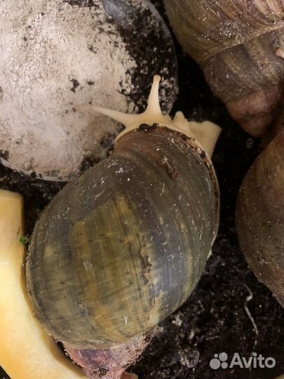 Улитки архахатины