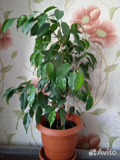 Бенджамина