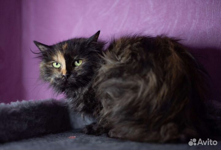 Старенькой кошки нужен дом