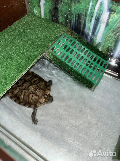 Черепаха с аквариумом