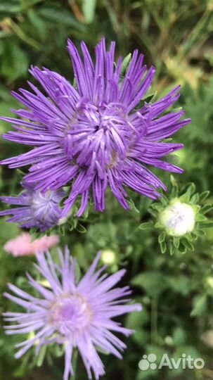 Букеты из живых цветов на 1 сентября