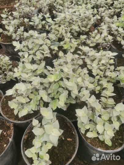 Колеус вегетативный 6 разновидностей