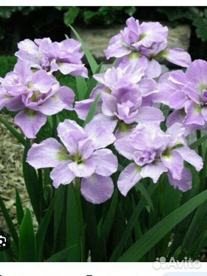 Сибирский ирис