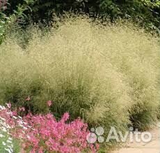 Луговик дернистый (Щучка)