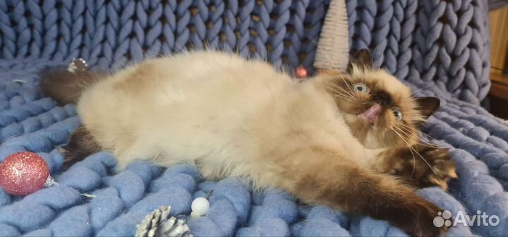 Экзотические котята колорпоинт