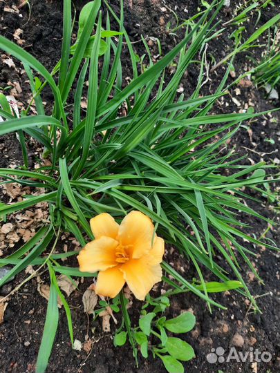 Лилейник желтый