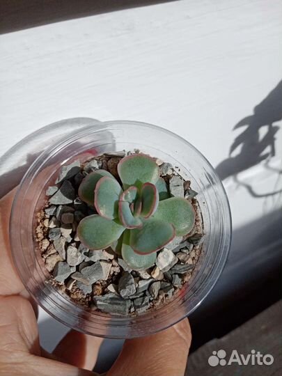 Суккуленты